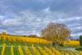 Rain clouds over the Rheingau / Germany in golden October Royalty Free Stock Photo