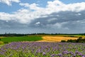 Dark rain clouds over agrarian fields with wheat, sugar beets and phacelia, bee food, purple tansy, scorpionweed Royalty Free Stock Photo