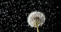 Rain on Common Dandelion, taraxacum officinale, Normandy in France