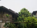 the rain in contry and the tree