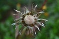 Rain Covered Dandelion Seeds Royalty Free Stock Photo