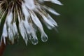 Rain Covered Dandelion Seeds Royalty Free Stock Photo