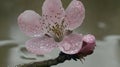 Rain-covered peach blossom closeup, garden, blurred background, spring Royalty Free Stock Photo