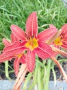 Rain covered Red Day Lily Royalty Free Stock Photo