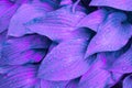 Rain covered very peri leaves of hosta plant,botanical foliage nature background,print for poster,wallpaper,calendar