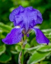 Rain Covered Violet Iris Royalty Free Stock Photo
