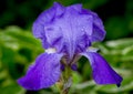 Rain Covered Violet Iris Royalty Free Stock Photo