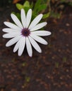 Bright White Daisy Flower Vertical Copy Space Royalty Free Stock Photo