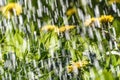 Rain dandelion drops background meadow Royalty Free Stock Photo