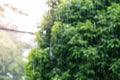 Rain in the daytime with soft focus background green trees Royalty Free Stock Photo