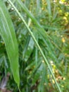 Rain dew drops on bamboo leaves Royalty Free Stock Photo