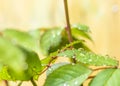 Dew drops on a rose leaf Royalty Free Stock Photo