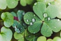 Rain or Dew Drops on Green Clover Leaves Royalty Free Stock Photo