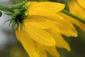 after rain dew drops on New England late summer perennials.. Wild yellow sunflowers Royalty Free Stock Photo