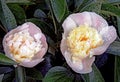 After the rain. Dew drops on peony flowers.