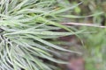 Rain or dew water drops on green grass in the forest or garden. Close-up photo with selective focus and shallow depth of field. Royalty Free Stock Photo