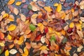 rain-drenched autumn leaves on pavement