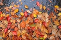 rain-drenched autumn leaves on pavement