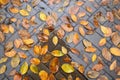 rain-drenched autumn leaves on pavement