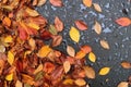 rain-drenched autumn leaves on pavement