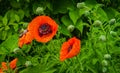 orange oriental poppies