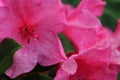 Rain-Drenched Pink Azalea Blooms