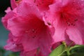 Rain-Drenched Pink Azalea Blooms