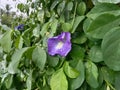 Rain drop on clitoria ternatea flower after rain