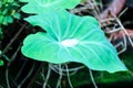 Rain drop on `Colocasia esculenta `Colocasia antiquorum Schott