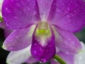 Rain Drop on The Dendrobium Orchid Royalty Free Stock Photo