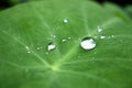 Rain drop of dew in morning on leaf Royalty Free Stock Photo