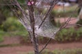 rain drop or dew on spider cob web Royalty Free Stock Photo