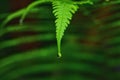 Rain drop on a fern leaf , close up Royalty Free Stock Photo