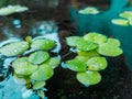 Rain Drop on Frogbit Waterplant