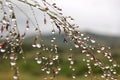 Rain drop grass Royalty Free Stock Photo