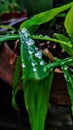 rain drop in grass Royalty Free Stock Photo