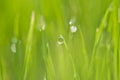 The rain drop on the green grass Royalty Free Stock Photo