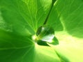 Rain drop on a green leaf Royalty Free Stock Photo