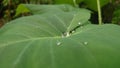 Rain drop on the greenleaves