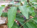 Rain drop on the greeny leaf