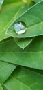 Rain drop on leaf Royalty Free Stock Photo