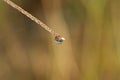 Rain drop on a long green blade of grass in the early morning Royalty Free Stock Photo