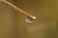 Rain drop on a long green blade of grass in the early morning Royalty Free Stock Photo