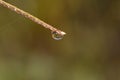 Rain drop on a long green blade of grass in the early morning Royalty Free Stock Photo