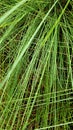 Rain drop on green grass Royalty Free Stock Photo