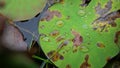 Rain drop on lotus leaf at tropical lake forest. Royalty Free Stock Photo