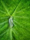 Rain drop on a lush green leaf