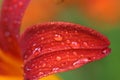 Rain drop on an orange lily petal Royalty Free Stock Photo