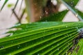 Rain drop on palm leaf. Close up Royalty Free Stock Photo