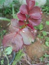 Rain drop plant of a leaf